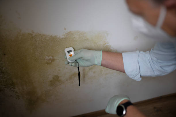 Best Industrial Mold Remediation in Brookdale, NJ