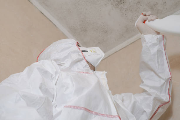 Best Insurance-Related Mold Remediation in Brookdale, NJ