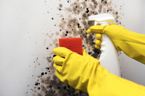 Best Attic Mold Remediation in Brookdale, NJ