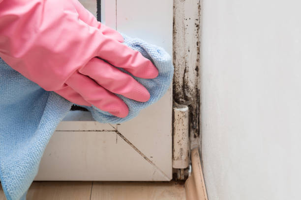 Best White Mold Remediation in Brookdale, NJ