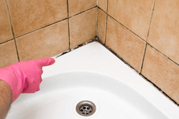 Best Kitchen Mold Remediation in Brookdale, NJ